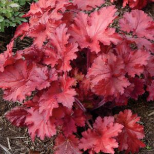 HEUCHERA FOREVER RED_Garden_Garden