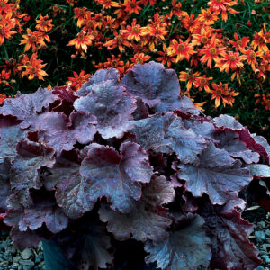 HEUCHERA NORTHERN EXPOSURE BLACK_Garden_Garden