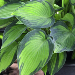 HOSTA JUNE_Foliage_Foliage