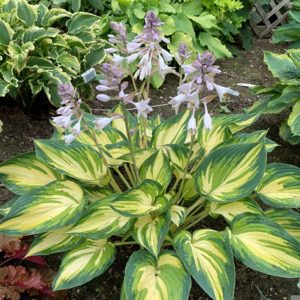 Hosta My Fair Lady