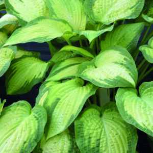 HOSTA PAULS GLORY_Garden_Garden