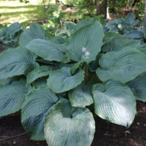 HOSTA SHADOWLAND EMPRESS WU