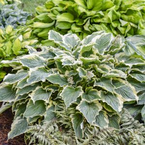 HOSTA SHADOWLAND HOPE SPRINGS ETERNAL_Garden_Garden