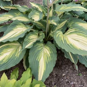 HOSTA SHADOWLAND LOVE STORY_Garden_Garden