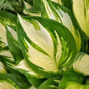 HOSTA SHADOWLAND MISS AMERICA_Foliage_Foliage