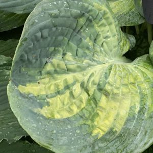 HOSTA SHADOWLAND SOUND OF MUSIC_Foliage_Foliage