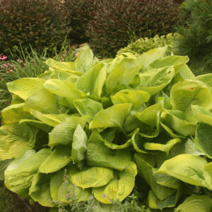 HOSTA SUM AND SUBSTANCE