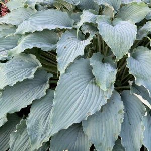 HOSTA WIND BENEATH MY WINGS_Garden_Garden (1)