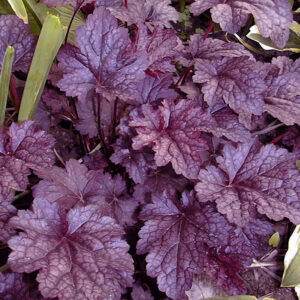 Heuchera Plum Pudding4 (1)