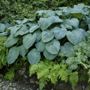 Hosta Blue Angel SMM10