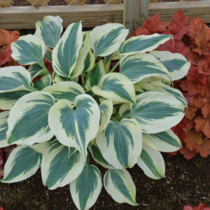 Hosta Blue Ivory_CJW12