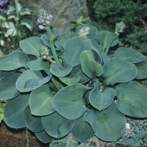 Hosta Blue Mouse Ears_Hans06