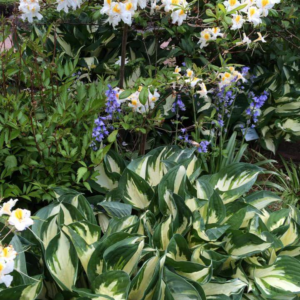 Hosta Fire and Ice_Hans