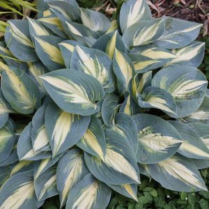 Hosta High Society_HH (2)