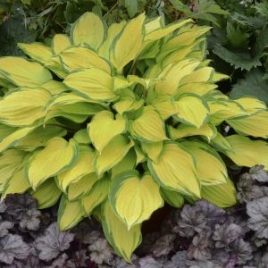 Hosta Island Breeze_CJW13