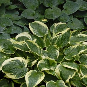 Hosta Wide Brim