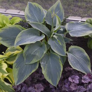 Hosta Wu-La-La_CJW15 (3)
