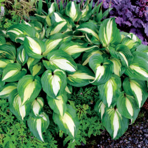 Hosta_Raspberry_Sundae_2b