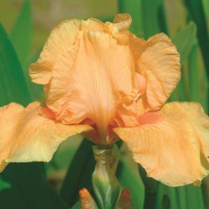 IRIS GERMAN MANY MAHALOS
