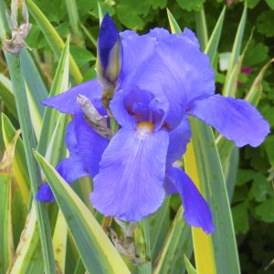 IRIS PALLIDA AUREO VARIEGATA