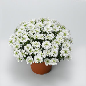 Iberis_Snowsurfer_candytuft_70028047