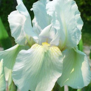 Iris Immortality
