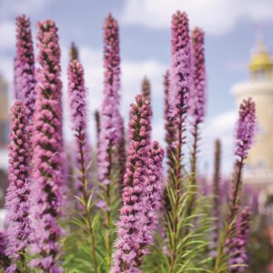 LIATRIS SPICATA_Blazing Star