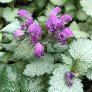 Lamium Ghost spotted deadnettle
