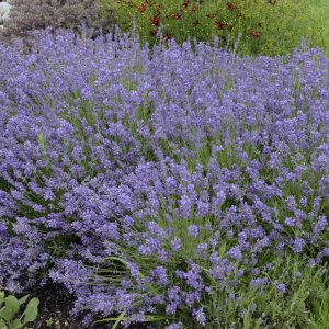 Lavandula Essence