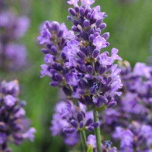 Lavandula Super Blue
