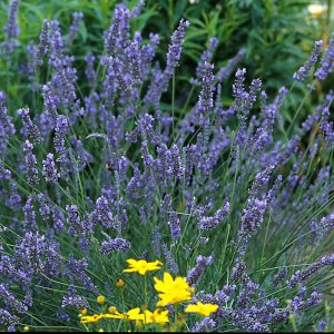Lavendula Grosso