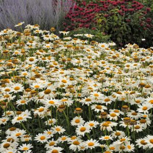 Leucanthemum Becky SMM09 (5)