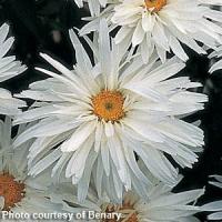 Daisy, Shasta