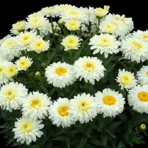 Leucanthemum_Macaroon_1b