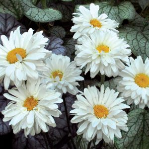 Leucanthemum_Victorian_Secret_1b