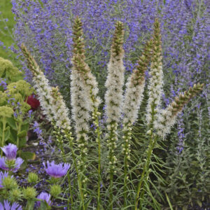 Liatris Floristan White_Blazing Star