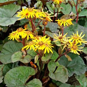 Ligularia Desdemonda