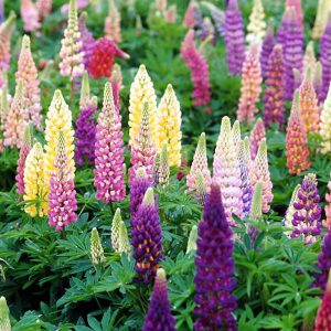 Lupinus Popsicle Mix