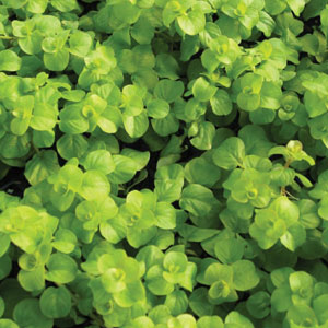 Lysmachia Creeping Jenny perennial