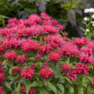 MONARDA SUGAR BUZZ CHERRY POPS_Landscape_Landscape Bee Balm