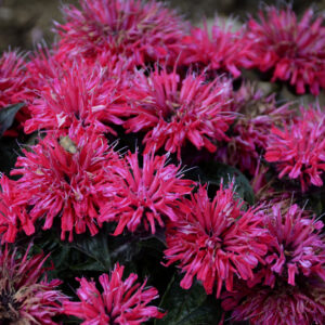 Monarda Pardon My Cerise Bee Balm