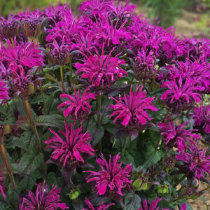 Monarda Rockin' Raspberry_HH Bee Balm
