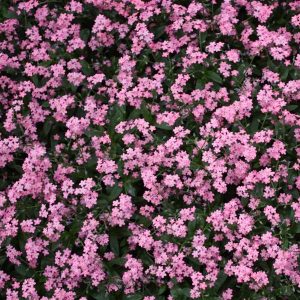 Myosotis Victoria Rose