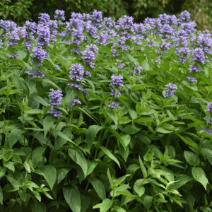 Nepeta_Prelude_Blue_Landscape catnip