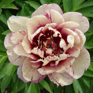 PEONY ALL THAT JAZZ