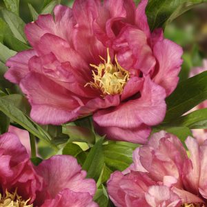 PEONY HILLARY