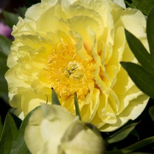 PEONY YELLOW CROWN_Bloom_Bloom