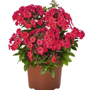 PHLOX FLAME WATERMELON_Pot on Sweep_Pot on Sweep