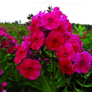 PHLOX PANICULATA RED RIDING HOOD_Bloom_Bloom