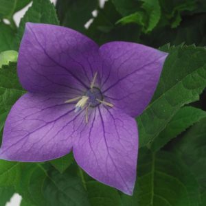 Balloon Flower (Platycodon) Hakone Blue